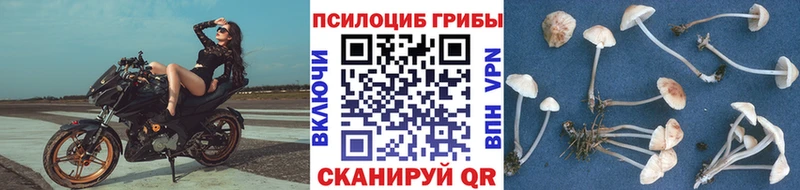 Псилоцибиновые грибы Cubensis  Купить  Гусь-Хрустальный 